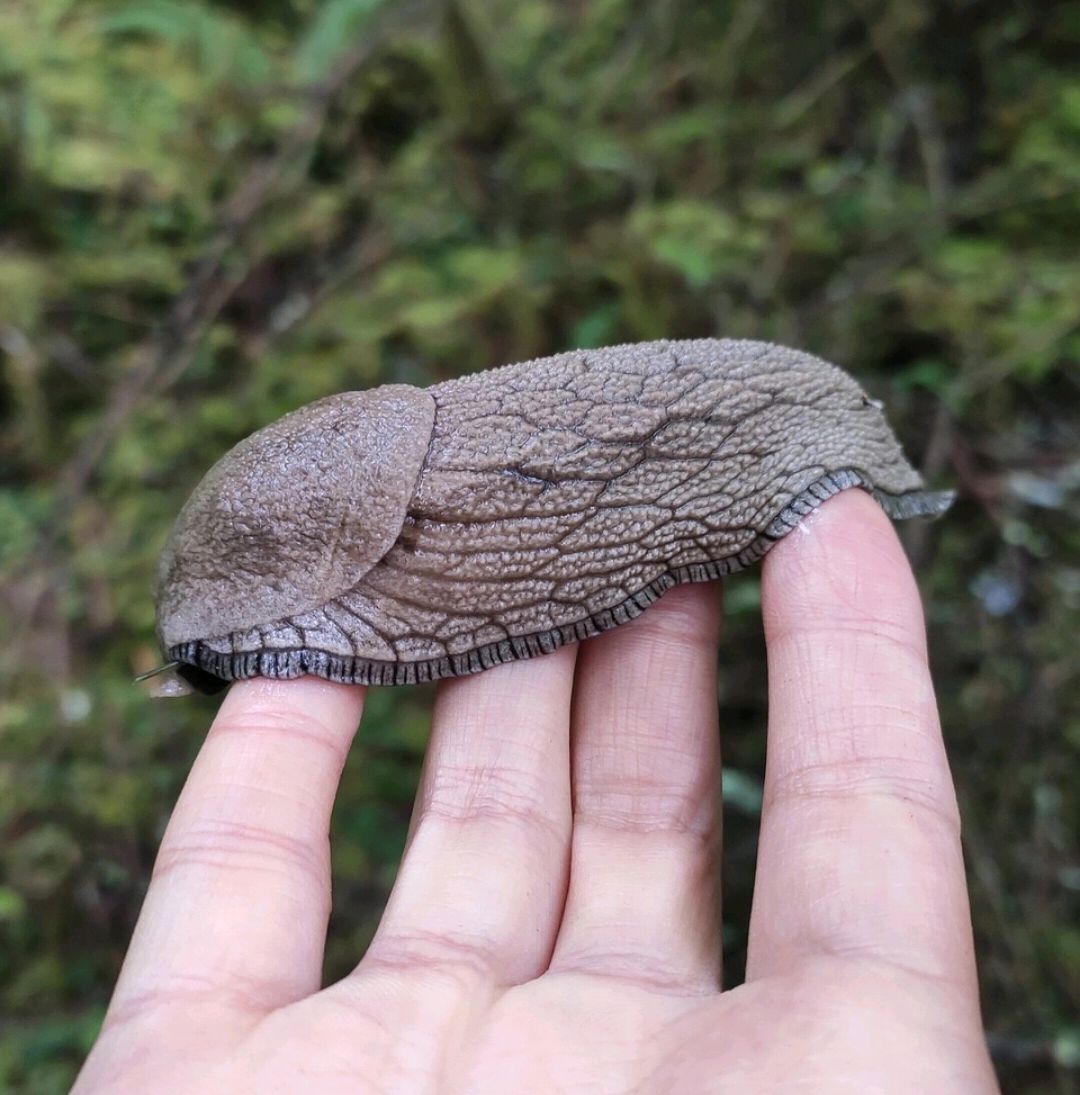 看吧|蝴蝶兰的叶片被谁啃了熟悉的“小偷”在作怪,来看看吧