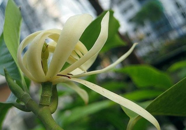 此花号称“中国第一香”，家里种一棵，熏得一室香，邻居都很羡慕