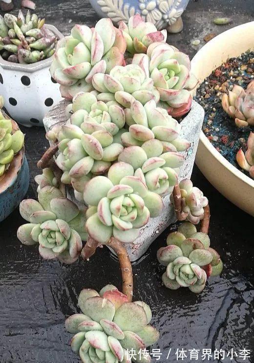 几块钱的小苗，邻居1年养成老桩，给1000块都不卖