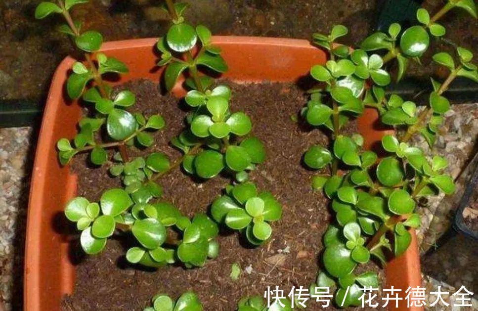 小吊兰|9一10月，别忘记“扦插”这些花，“温度”适宜利于生根