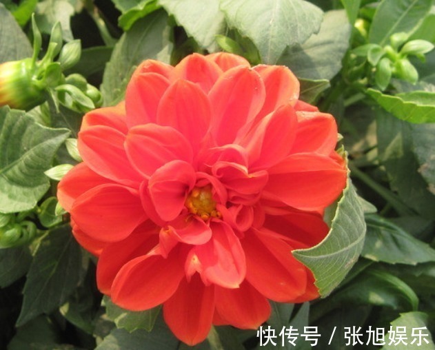 大丽花|此花外形奇特品种极多,花姿优雅霸气傲然,是寿比南山的好寓意