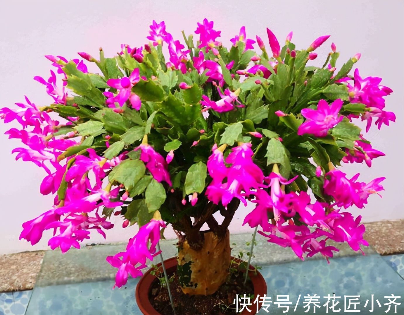 光照|蟹爪兰长出满头花苞,预防掉落有“4不”,做好一次开爆盆