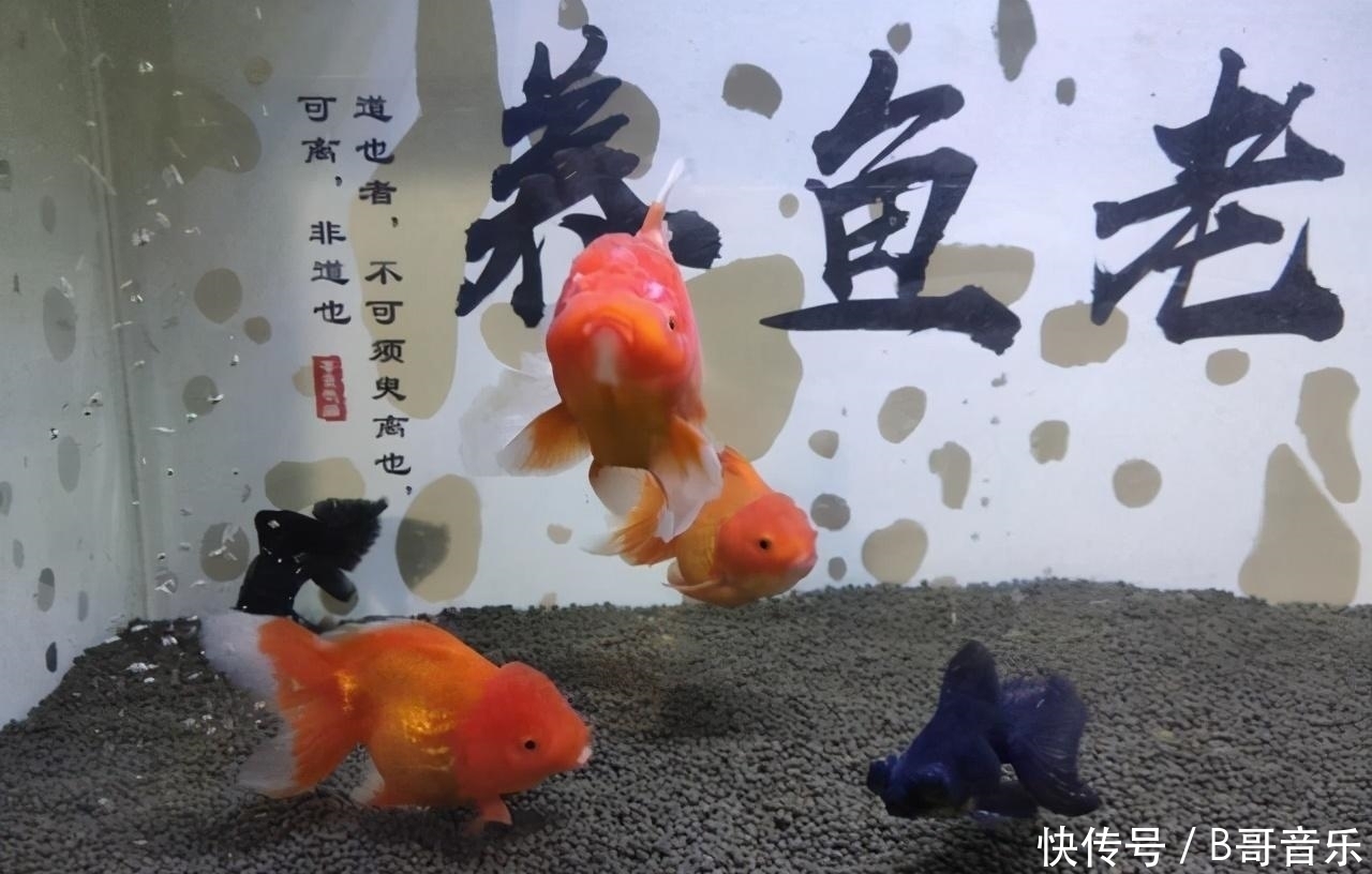 鱼缸水泵功率选择