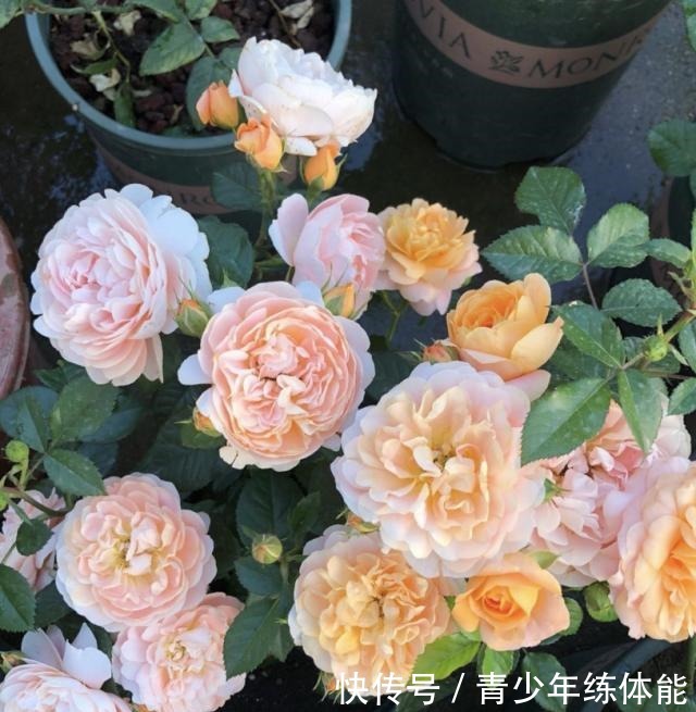 月季花苞越来越小趁着天热“剪几刀”，再次开花又大又密！