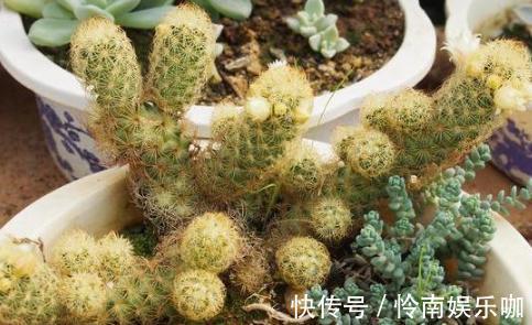 想要养好多肉植物,就从4方面下功夫,个个叶片厚实又肥美