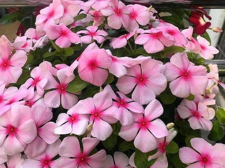 养花就养这几款,全年开花不停,开花就爆盆,不易生病好养护