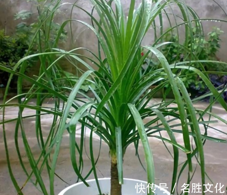 花海|4种“懒人”盆栽花,浇水就疯长,给点阳花就灿烂,给你一片花海