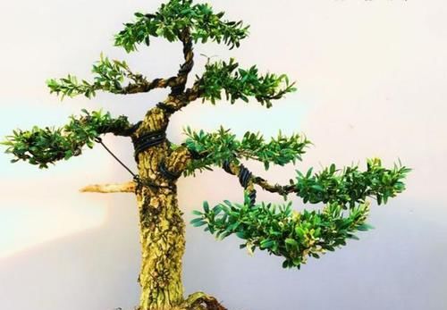 种类|小叶黄杨有哪些种类?适合室内养吗?怎样才能让它更美