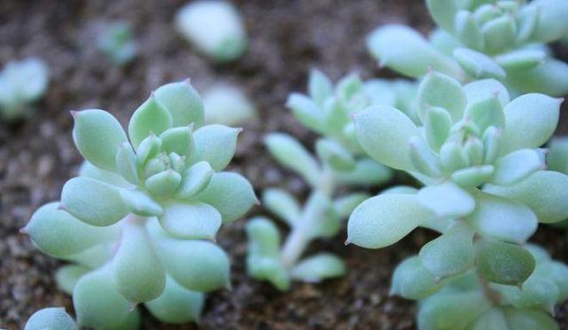 多肉植物|想扦插多肉,注意这三个小细节,催出冒芽,成功率提高一倍