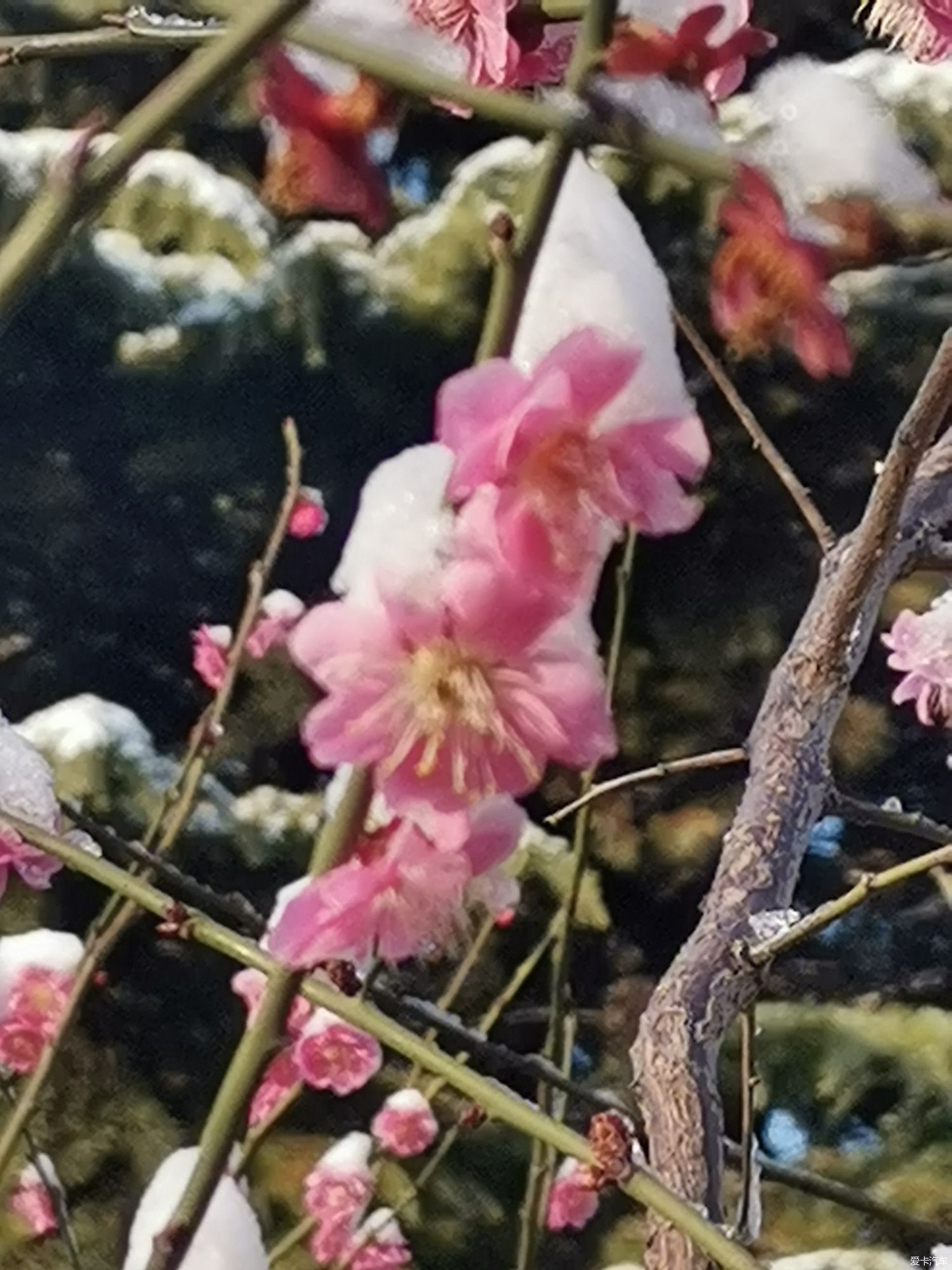 老年|【爱卡踏青季】踏雪寻梅