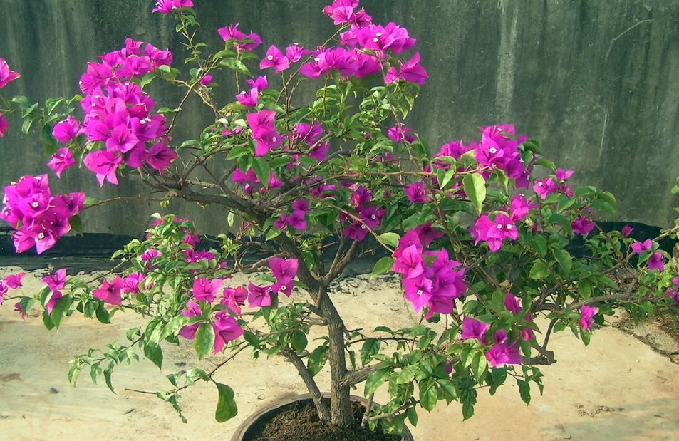 盆栽三角梅该怎么催花？谨记2点，轻松达到目的