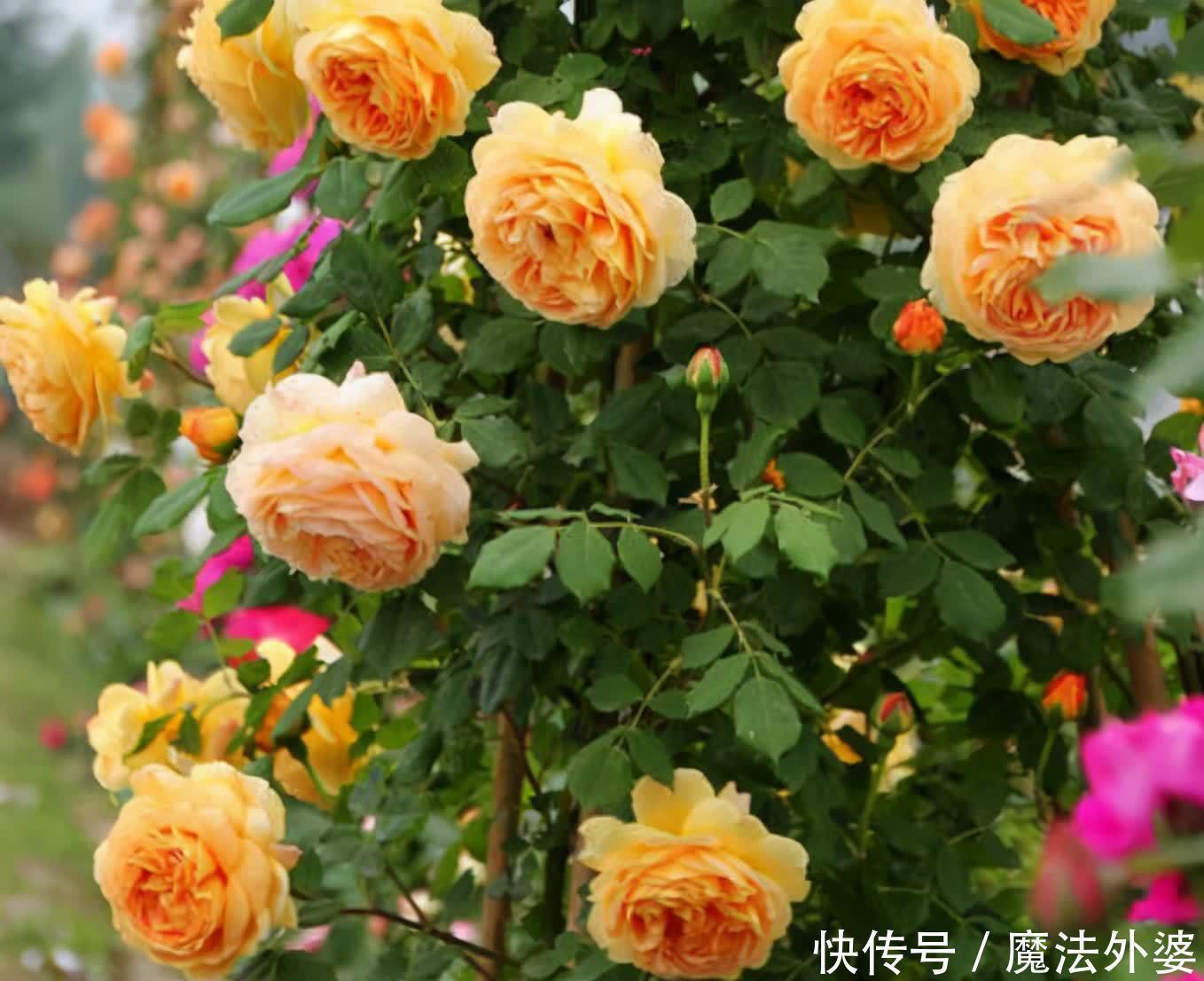 院子别空着,10种藤本月季,总有一种值得你喜欢