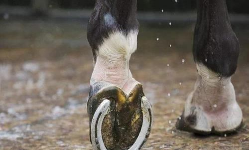  四蹄|古人有训“马看四蹄，人看四相”，是哪四相？老祖宗的识人经验