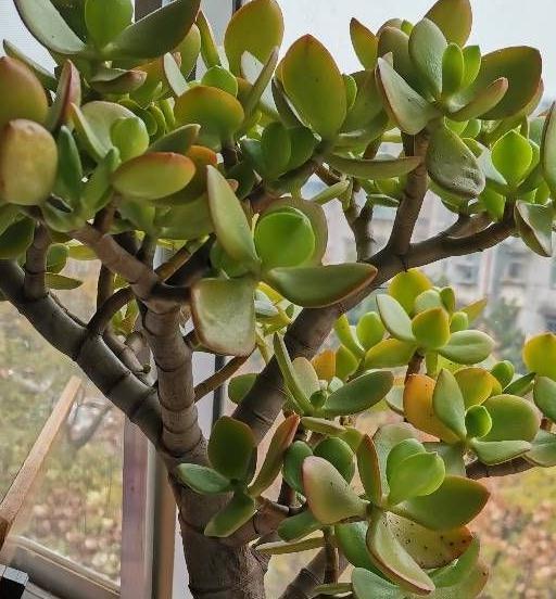 秋季养玉树，做好三步，枝叶油绿壮实，更容易养成老桩和开花