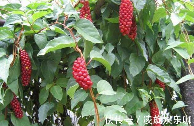 肝细胞|每天多喝水可以养肝脏？医生说出实情，肝不好的人不妨看一看