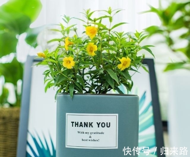 茉莉|小雪后,养什么花?以下3种“如意花”,寓意五福临门幸福如意