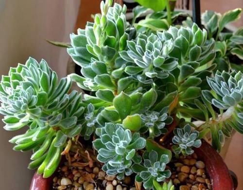 多肉,为什么自己养了一段时间就“变瘦”?原因全在这里