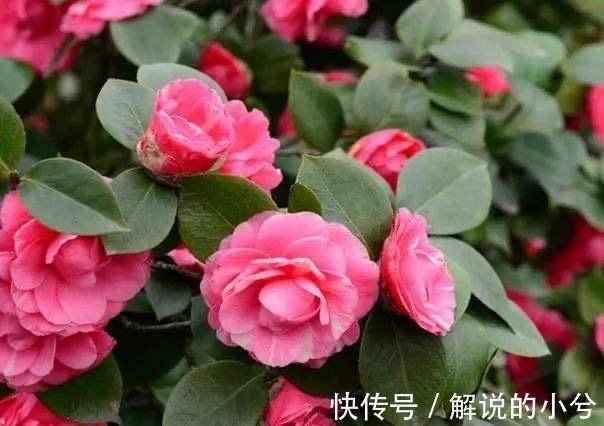 春花|天冷就养“3种花”，耐寒好养，花儿朵朵开，又美又娇艳