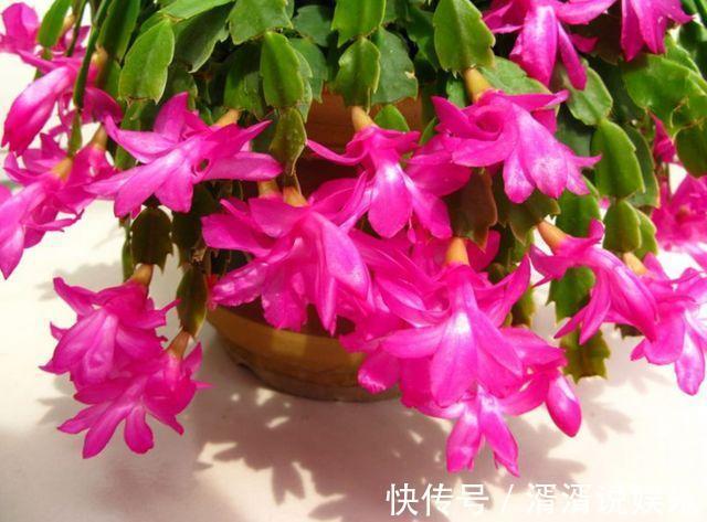 秋天|蟹爪兰度夏“破败不堪”，咔嚓剪一刀，九月满新叶，开花密