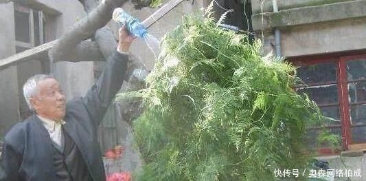 花友们|文竹、发财树,用这“水”养一养,一窜2米高,再也不黄叶!