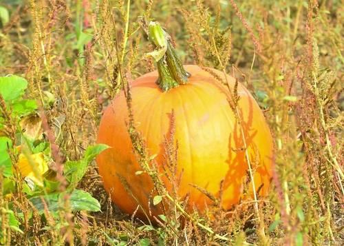入夏了就应该多吃它，增强大脑功能，抗衰老，特别适合女性朋友