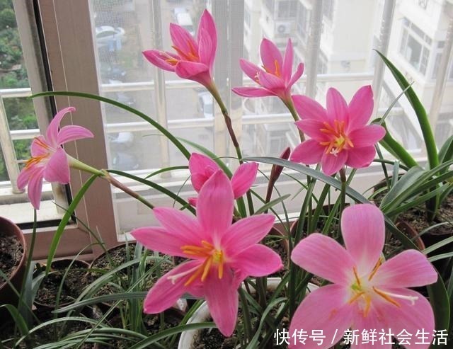 花石榴|4种花,不怕炎热不怕“寒冷”,真的好养又漂亮,谁都能养爆盆!