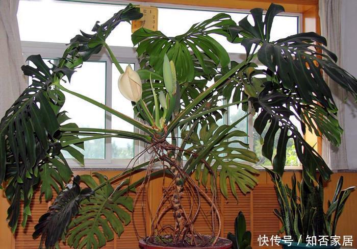 严寒|这6种花真耐活,叶子四季常青不畏严寒,很适合养花小白