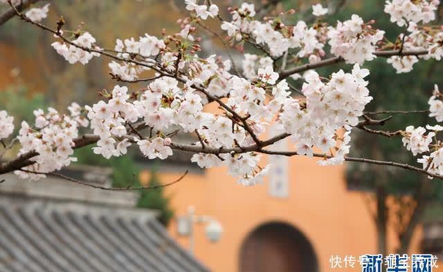 去鸡鸣寺拜访春天