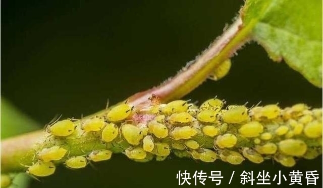 养护|多肉是懒人植物是花店老板最善意的谎言,尤其是病虫害,懒真不行