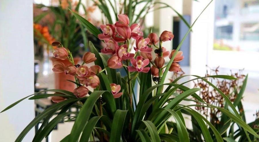 何时才是浇花的最佳时机,可从三大方面,来加以判断