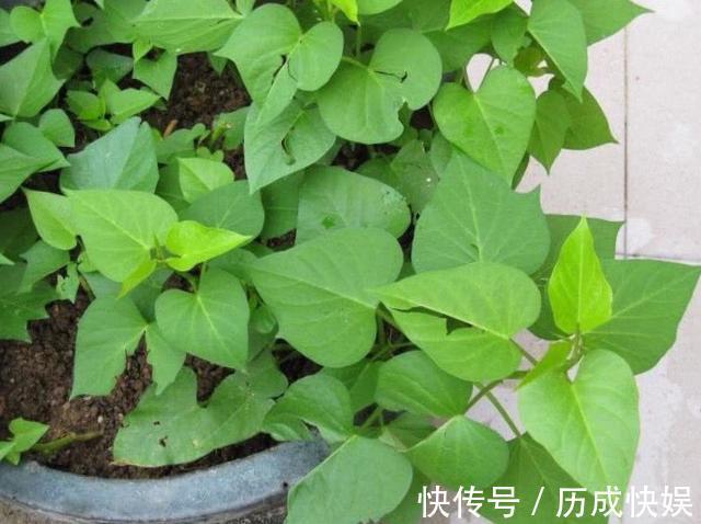 阳台上最好养的“3种菜”，种一次，吃不完，收获一盆又一盆