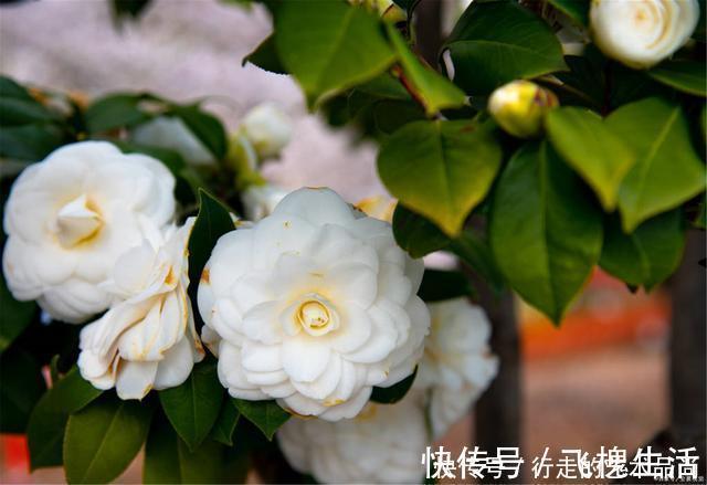 现在开始，2种花不能修剪，否则秋天见叶不见花！