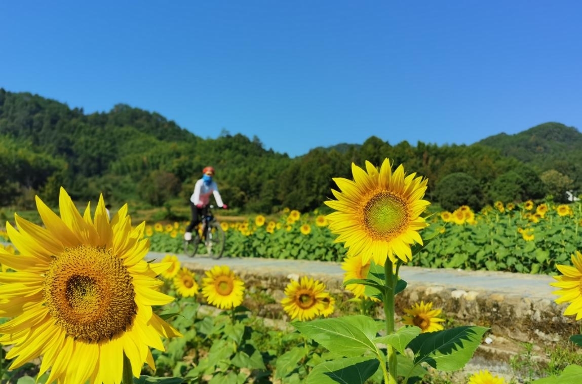 葵花|黄山：百亩葵花笑迎八方游客