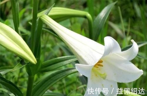 年龄|随着年龄增长，多吃以下食物，补虚顺气，肝脏解毒，提高免疫力