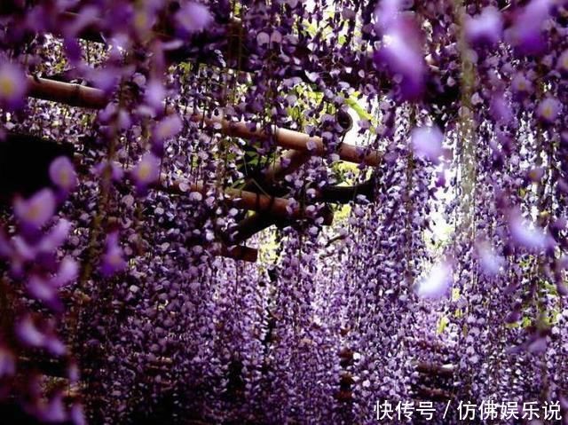 有庭院、露台养4种花,1年长成“遮阴棚”,好看又实用