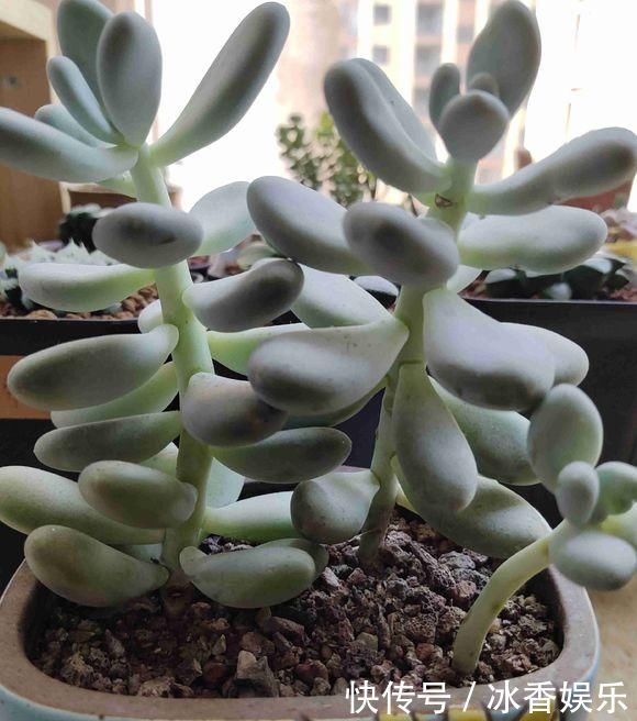 新手养多肉,从学会浇水开始,常见的两个问题,要学以致用