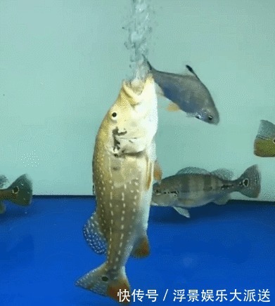 小明|男子打算给鱼缸换水，却发现其中一条鱼行为不正常有什么心事吗