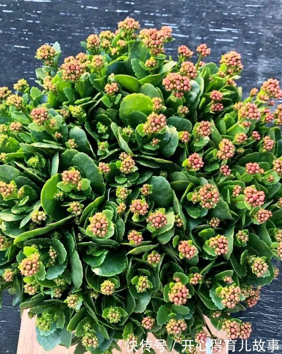 冬天|长寿花有4喜和3怕,冬天养护尤其要注意