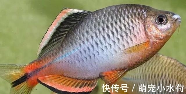 新品种|原生观赏鱼头号领军人物，以前被人瞧不起，如今新品种不断被挖掘