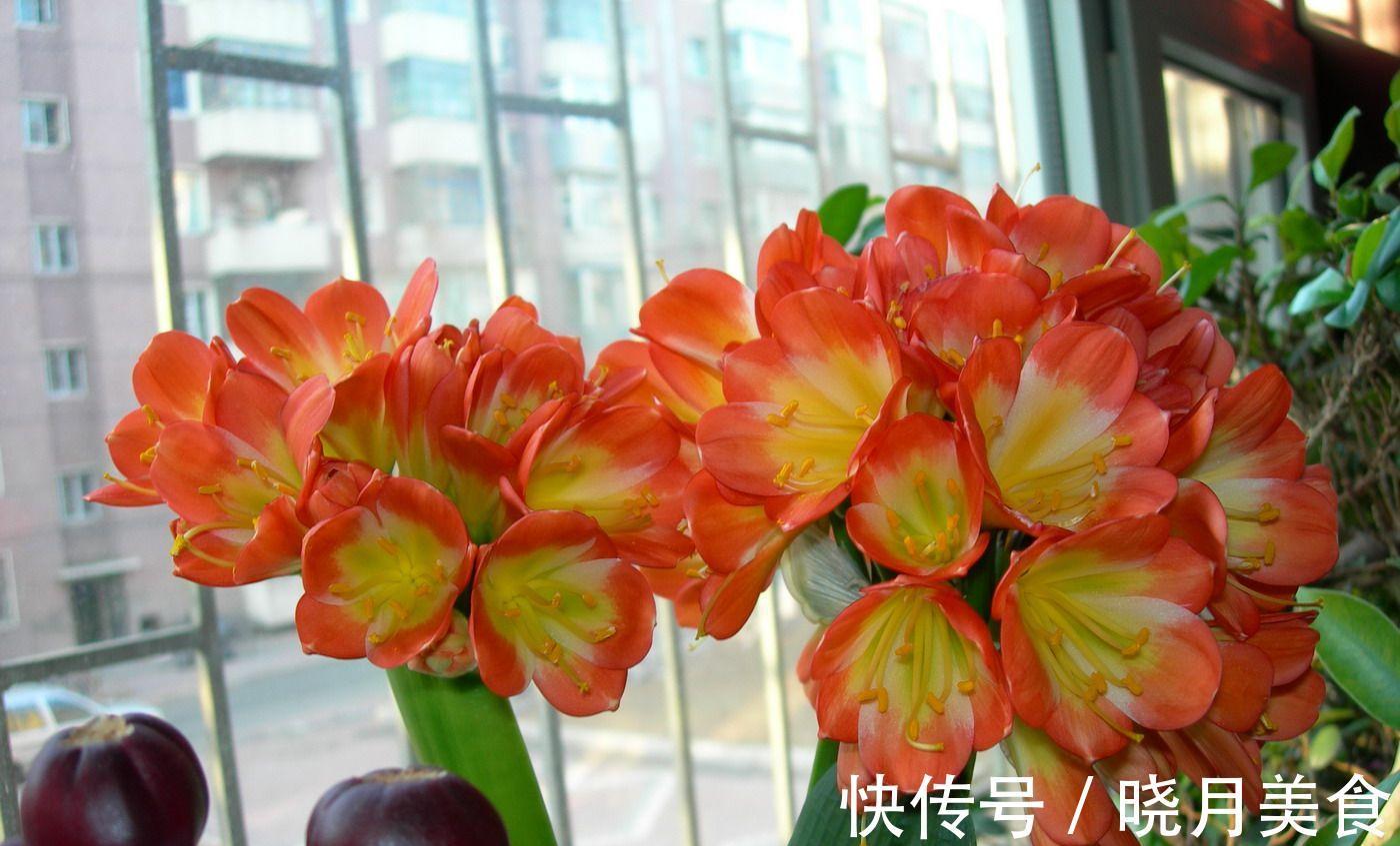 龟背竹|5种“大盆花”适合养客厅,旺家有格调,吉祥好养,易成“老桩”