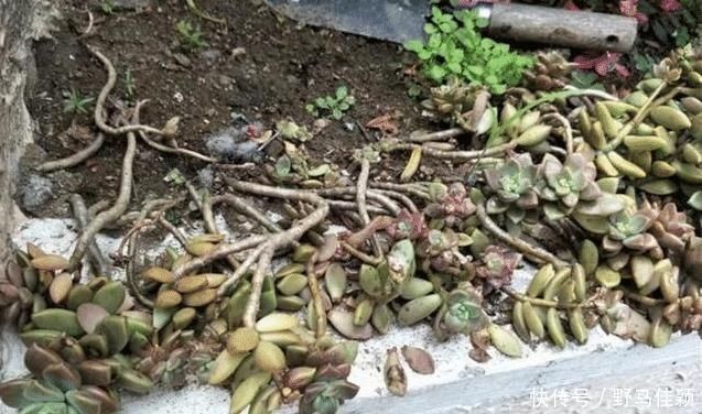 院子|婆婆扔在院子的多肉,几年没管长成老桩,给多少钱也不卖