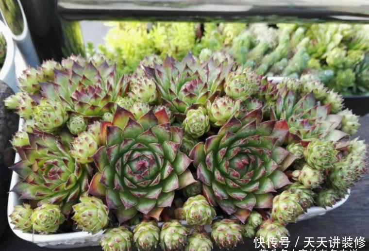 老桩|养多肉我一般不建议施肥,但这种多肉适当地施肥却可以养得更好