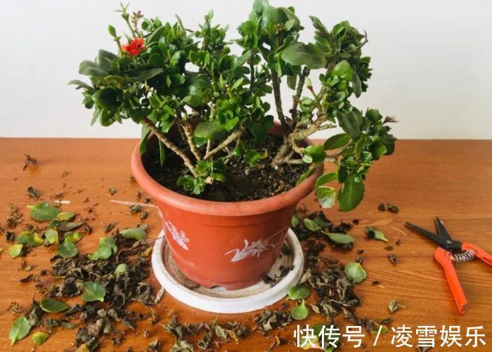 大伙儿|家里有此7种花,少浇水不能晒,天热要休眠早看早知道