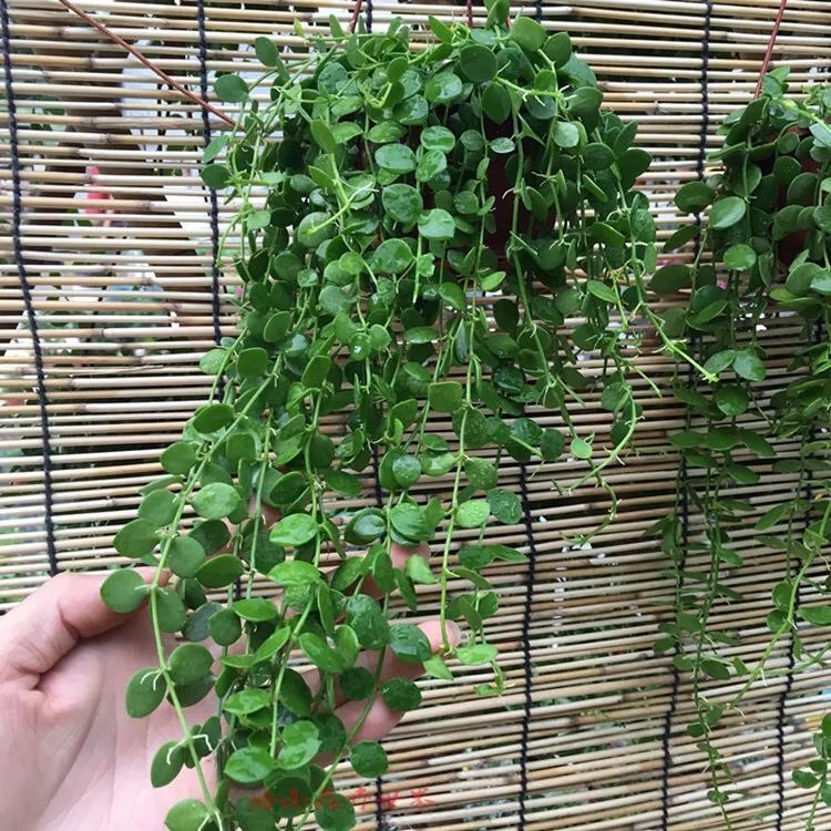 八种命里带“钱”的植物，家里养一盆，招财又旺运，你家养了几种