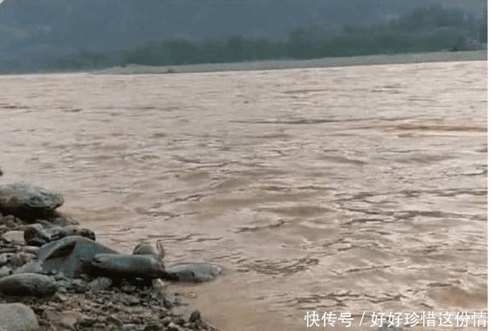 黄河出现“入侵物种” 渔民捕获大量斑点怪鱼, 钓友 这是三文鱼!