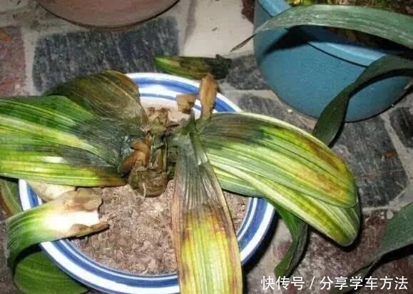 养花施肥，这“4大禁区”莫入，不然适得其反，啥花都会烂根黄叶！