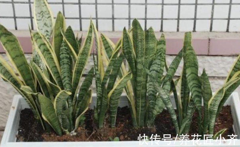 秋天可以叶插6种植物，一片叶子就能繁殖，养1年就能变大苗