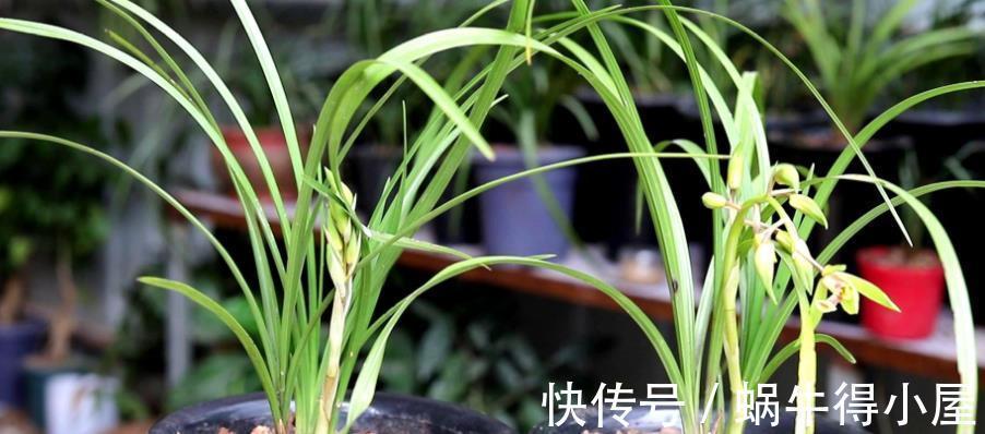 遮阳网|夏季,搁阳台盆栽兰花,切记:侍弄好这3点,养护简单