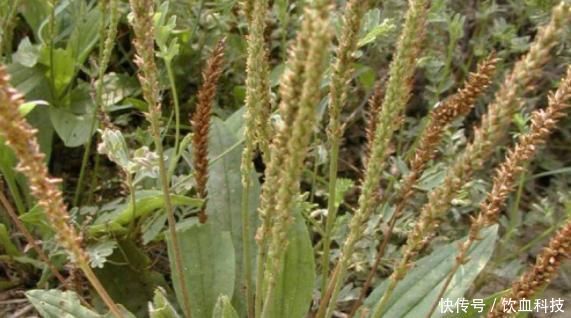 痔疮肿痛|民间称“仙草”,价值不菲,被列为“国宝”能入药当菜,还能护肝