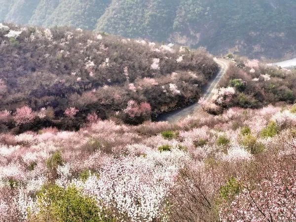 郑国渠旅游风景区第三届山野桃花节浪漫来袭~~